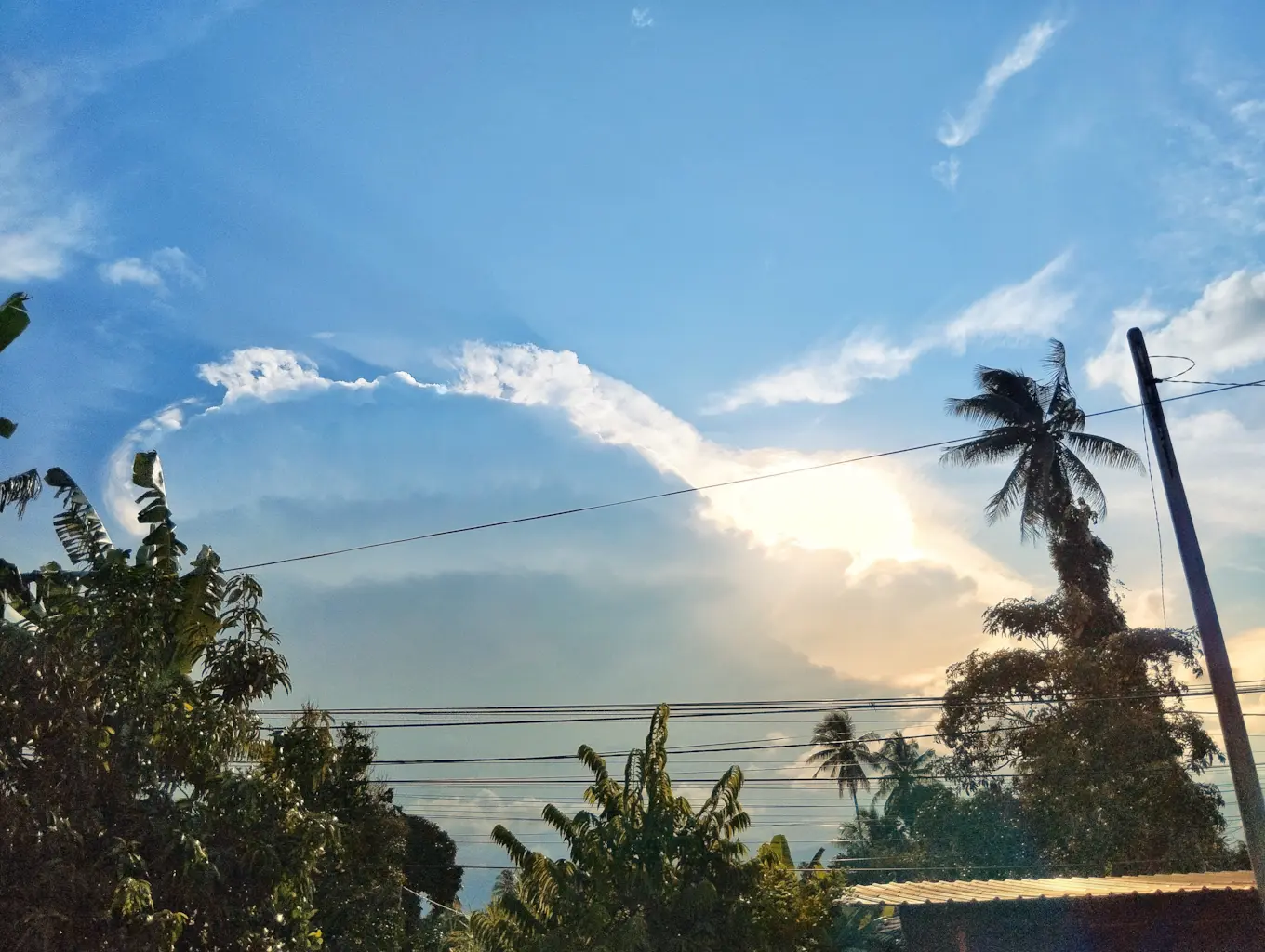Power lines and palm trees representing utility infrastructure in the Tampa Bay area